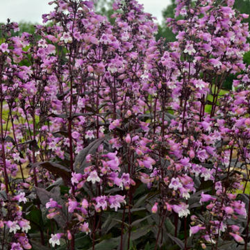 Penstemon 'Midnight' – Beardtongue