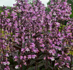 Penstemon 'Midnight' – Beardtongue