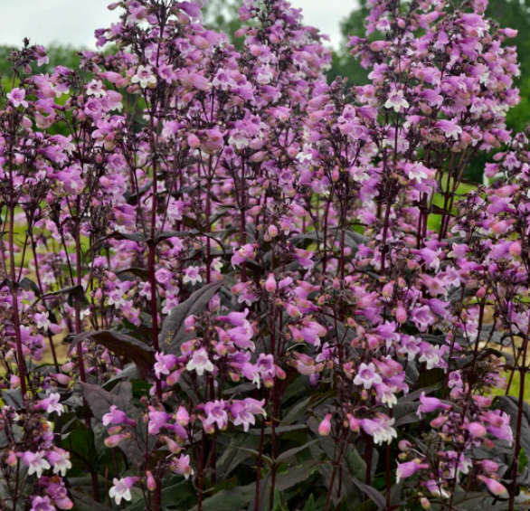 Penstemon 'Midnight' – Beardtongue