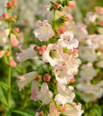Penstemon 'Apple Blossom' – Beard Tongue