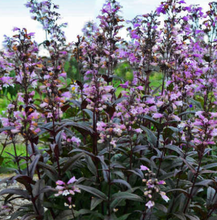 Penstemon digitalis 'Blackbeard' – Beard Tongue