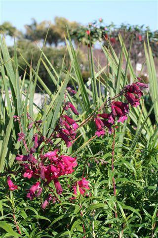 Penstemon 'Blackbird' – Beard Tongue