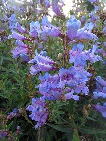 Penstemon 'Catherine de la Mare' – Beard Tongue