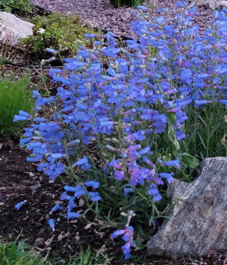 Penstemon heterophyllus 'Electric Blue' – Foothill Penstemon