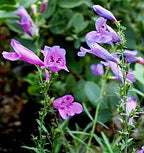 Penstemon heterophyllus 'Margarita BOP' – Foothill Penstemon