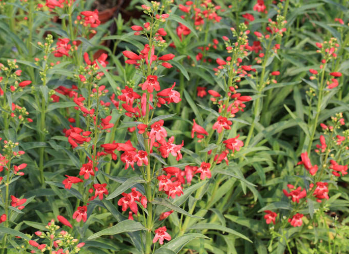 Penstemon 'Red Riding Hood' – Beard Tongue