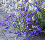 Penstemon heterophyllus 'Margarita BOP' – Foothill Penstemon