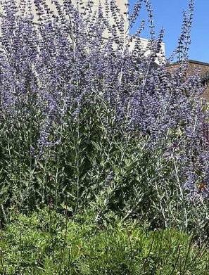 Perovskia atriplicifolia – Russian Sage