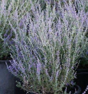 Perovskia 'Little Spire' – Russian Sage