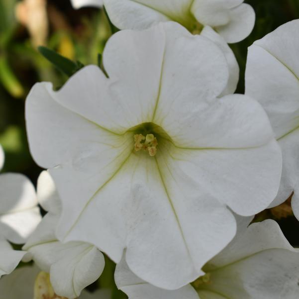 Petunia 'Durabloom White 2024' – Petunia