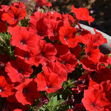 Petunia 'DuraBloom Red' – Petunia