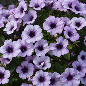 Petunia Potunia Piccola 'Blue Ice' – Petunia