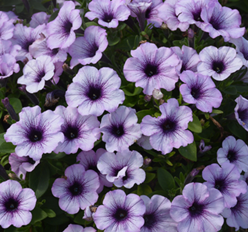 Petunia Potunia Piccola 'Blue Ice' – Petunia