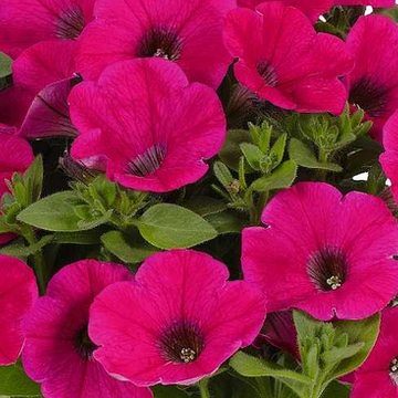 Petunia Potunia Piccola 'Hot Pink' – Petunia