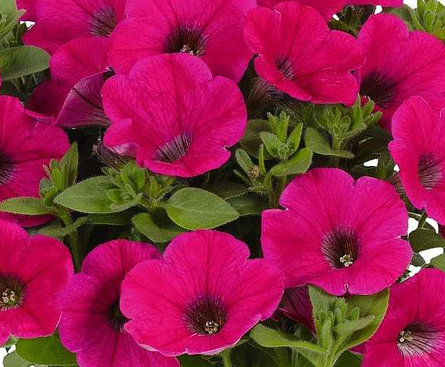 Petunia Potunia Piccola 'Hot Pink' – Petunia