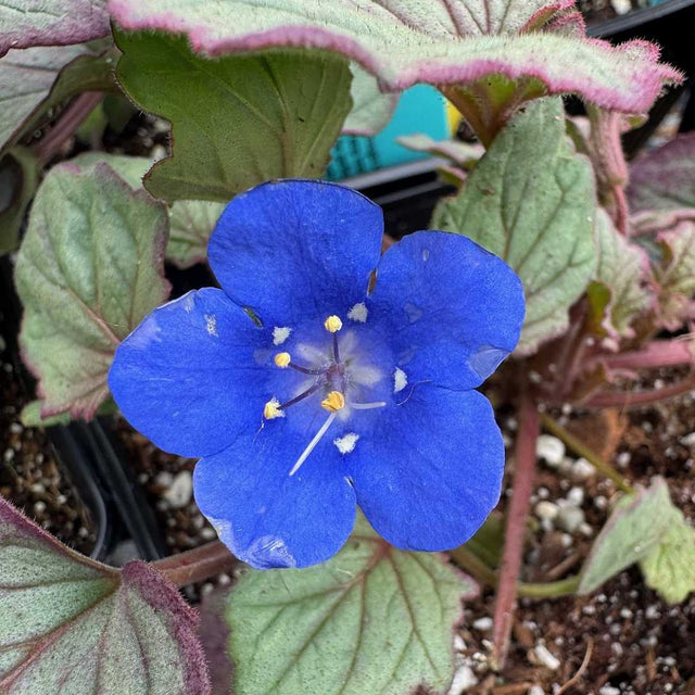Phacelia campanularia – Desert Bells