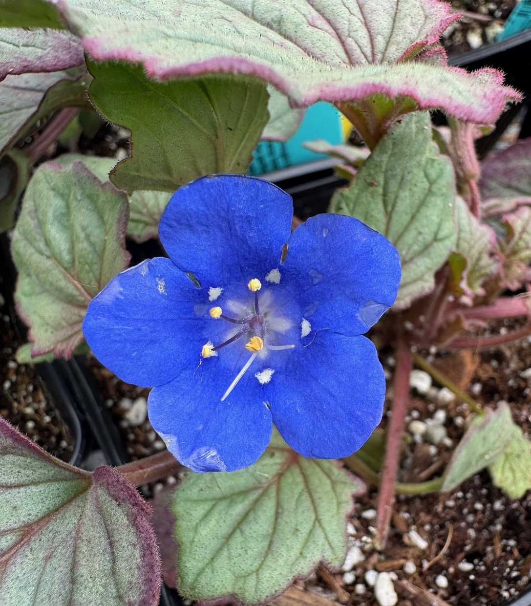 Phacelia campanularia – Desert Bells
