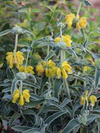Phlomis lanata – Jerusalem Sage