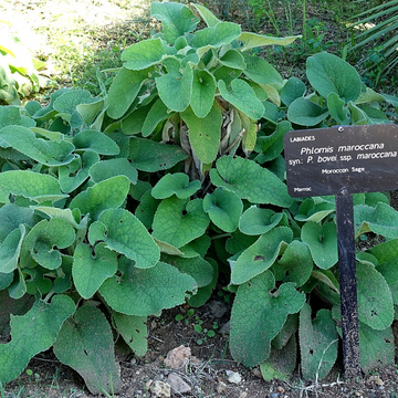 PHLOMIS bovei ssp. maroccana (Available Now)
