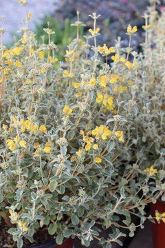 Phlomis lanata – Jerusalem Sage