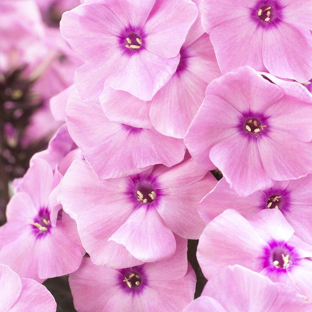 PHLOX 'Dream Orange Rose' – live perennial, deer resistant