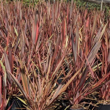 Phormium 'Sundowner' – New Zealand Flax