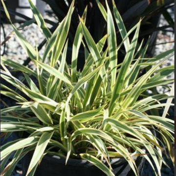 Phormium tenax 'Tiny Tiger' – New Zealand Flax