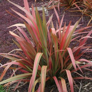 Phormium 'Jester' – New Zealand Flax