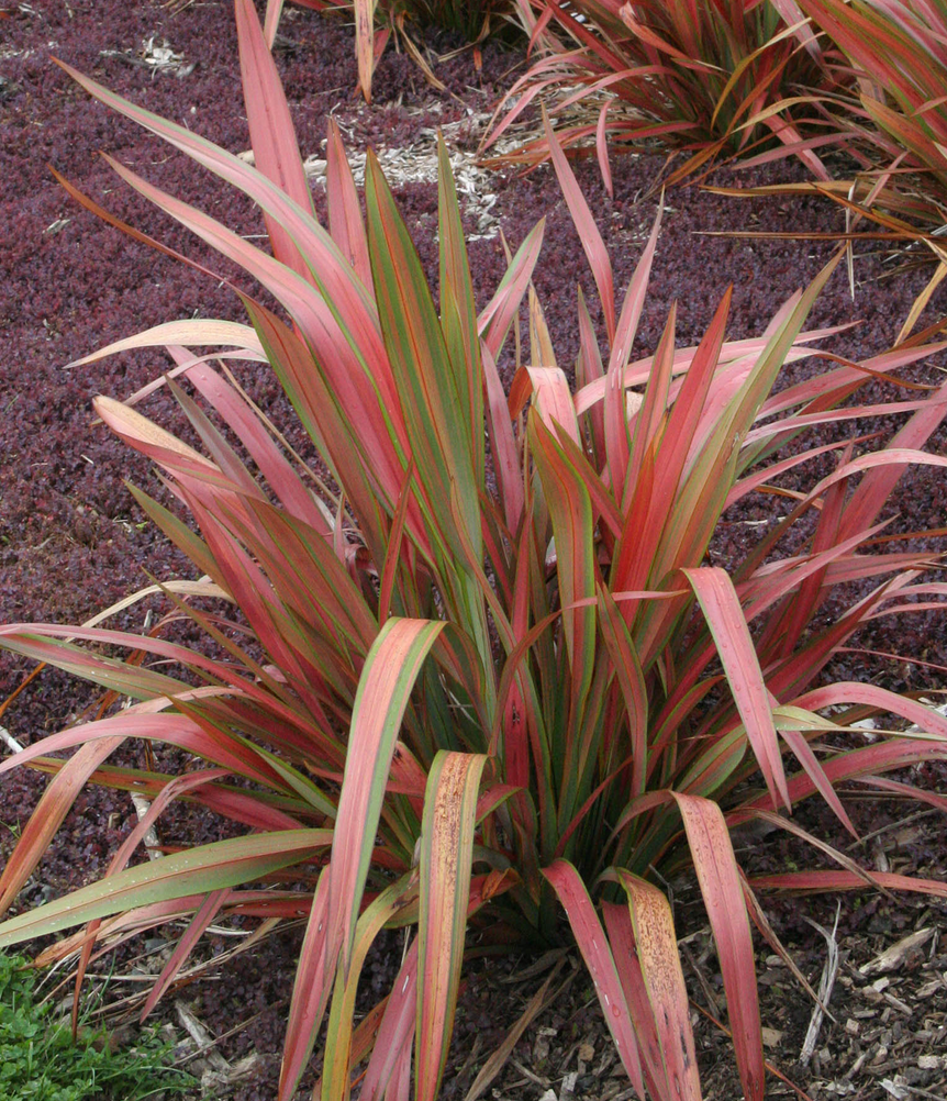 Phormium 'Jester' – New Zealand Flax