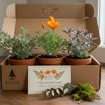 Premium Plant Subscriptions