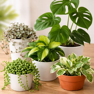 This Week’s Starter Jungle Box