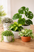 This Week’s Starter Jungle Box