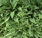 Pulmonaria 'Lisa Marie' – Lungwort
