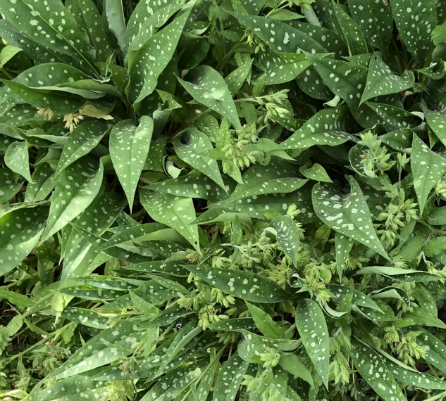 Pulmonaria 'Lisa Marie' – Lungwort