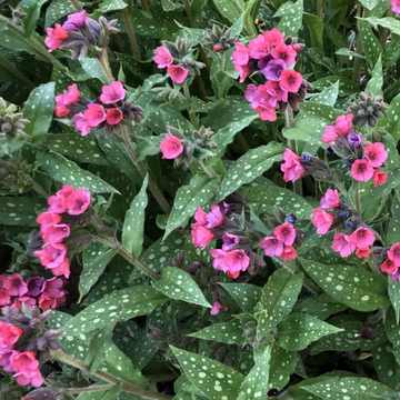 Pulmonaria 'Lisa Marie' – Lungwort