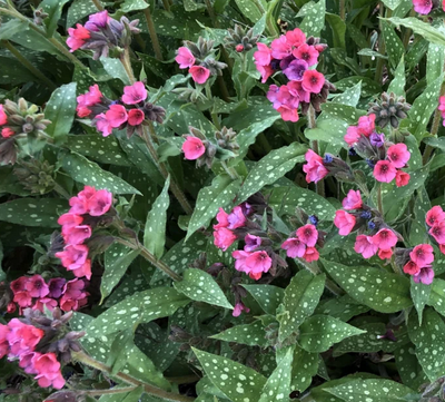 Pulmonaria 'Lisa Marie' – Lungwort