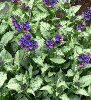 Pulmonaria 'Silver Scimitar' – Lungwort