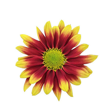 CHRYSANTHEMUM Pot 'Rainbow Hearts Delight' (Available Now)
