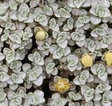 Raoulia australis – Scabweed