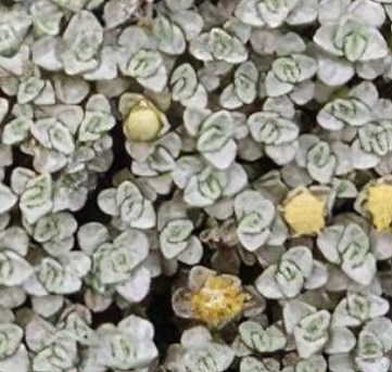 Raoulia australis – Scabweed