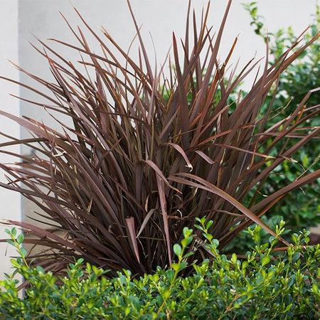 Phormium 'Amazing Red' – New Zealand Flax