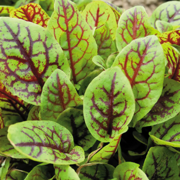 Rumex spp. 'Red Veined' – Sorrel