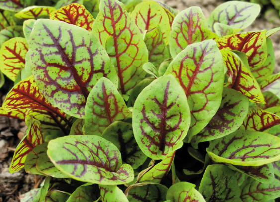Rumex spp. 'Red Veined' – Sorrel