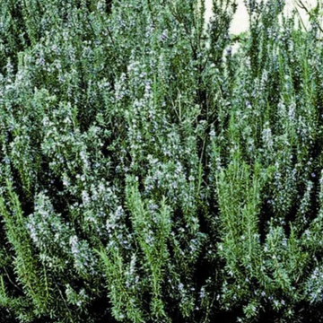 Rosmarinus officinalis 'Blue Spires' – Rosemary