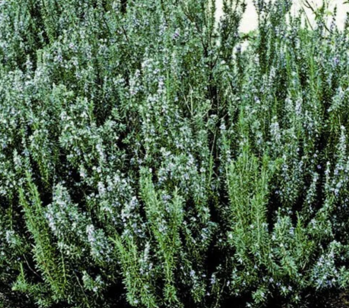 Rosmarinus officinalis 'Blue Spires' – Rosemary