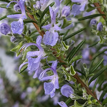 Rosmarinus officinalis 'Capercaillie' – Rosemary