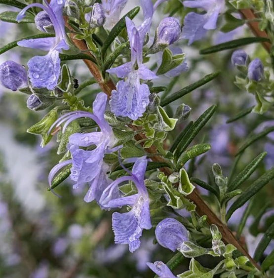 Rosmarinus officinalis 'Capercaillie' – Rosemary