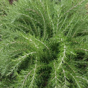 Rosmarinus officinalis 'Foxtail' – Rosemary