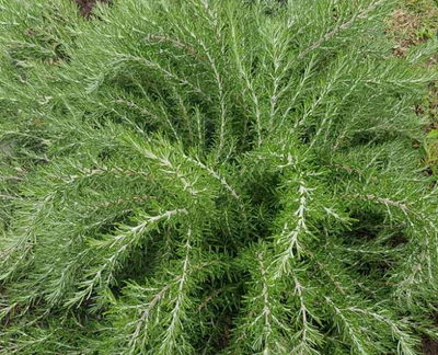 Rosmarinus officinalis 'Foxtail' – Rosemary