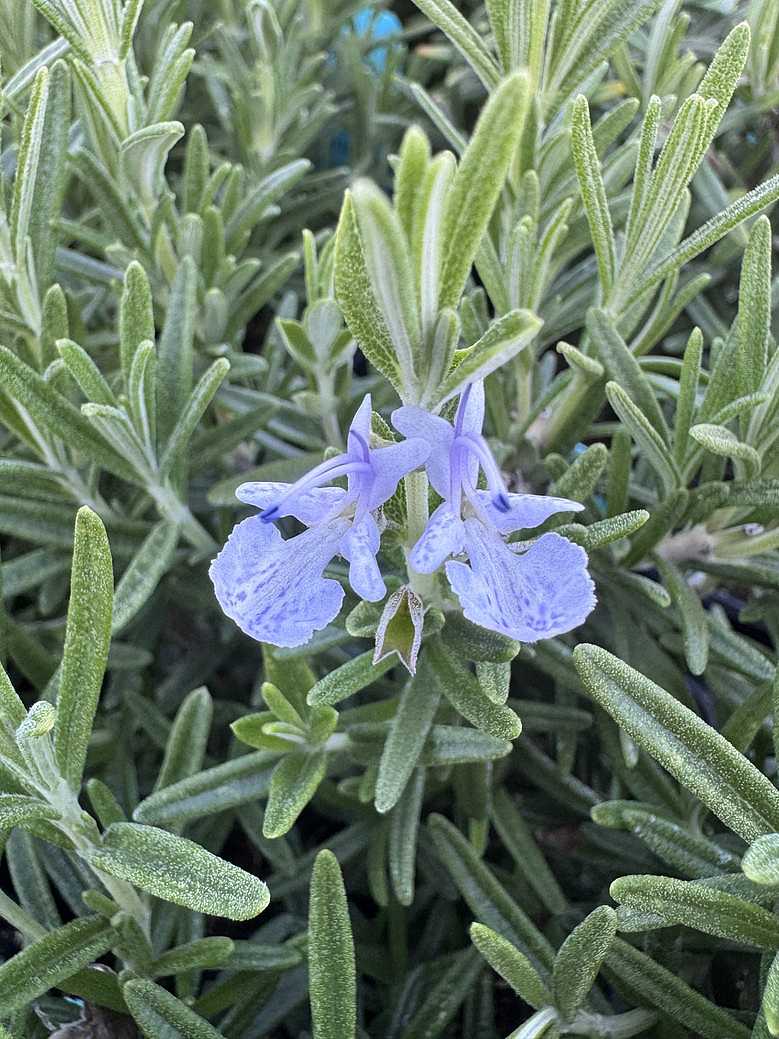 ROSEMARY 'gorizia' – live plant, drought tolerant